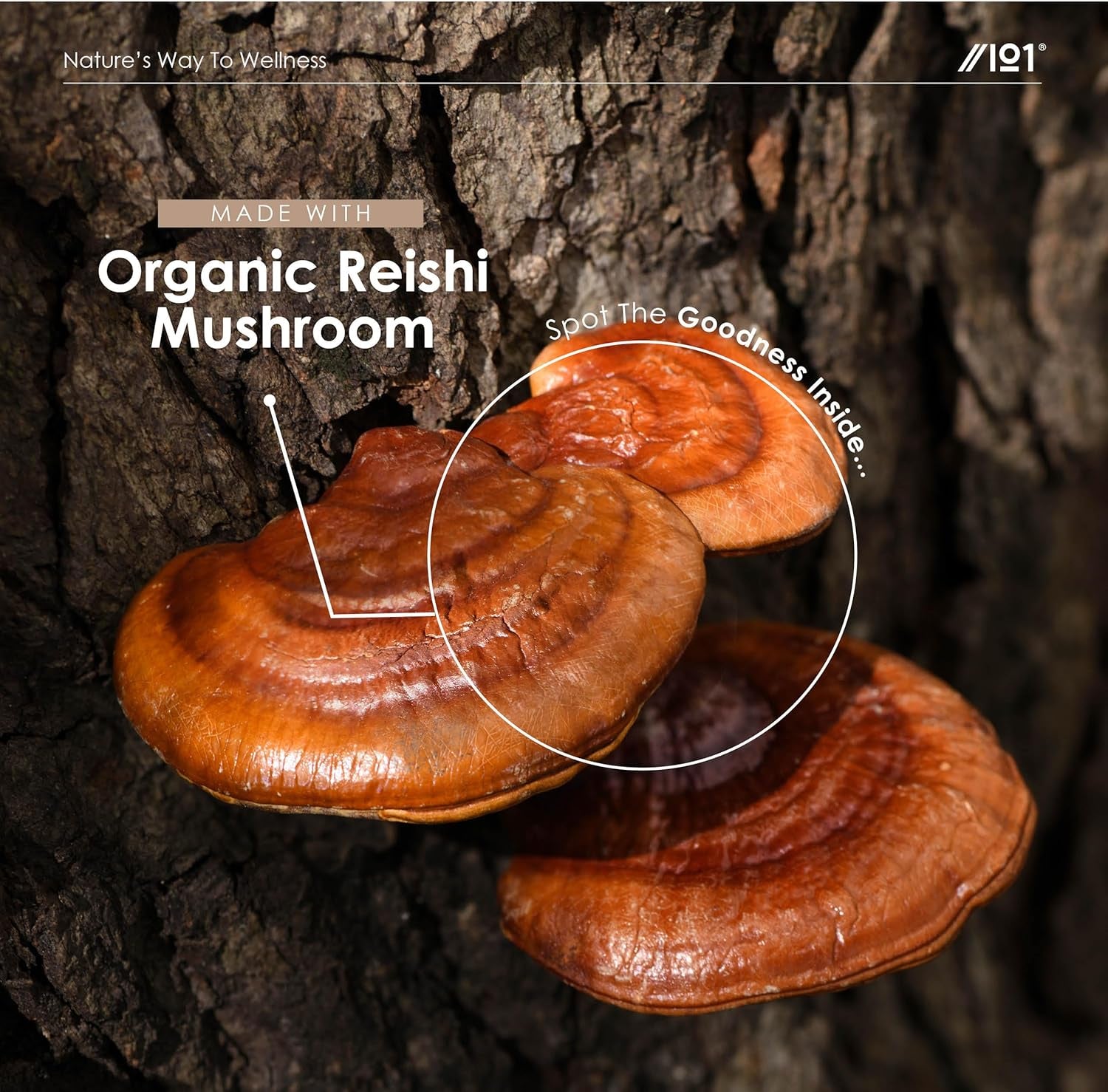 Reishi Mushroom Drops - High Strength 50% Polysaccharide