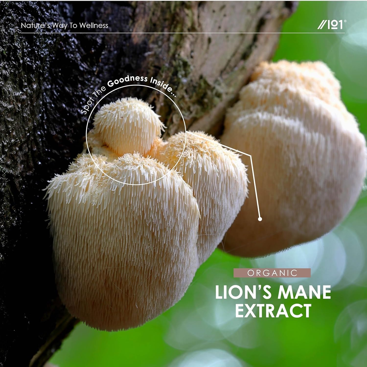 Lions Mane Drops - High Strength 50% Polysaccharide