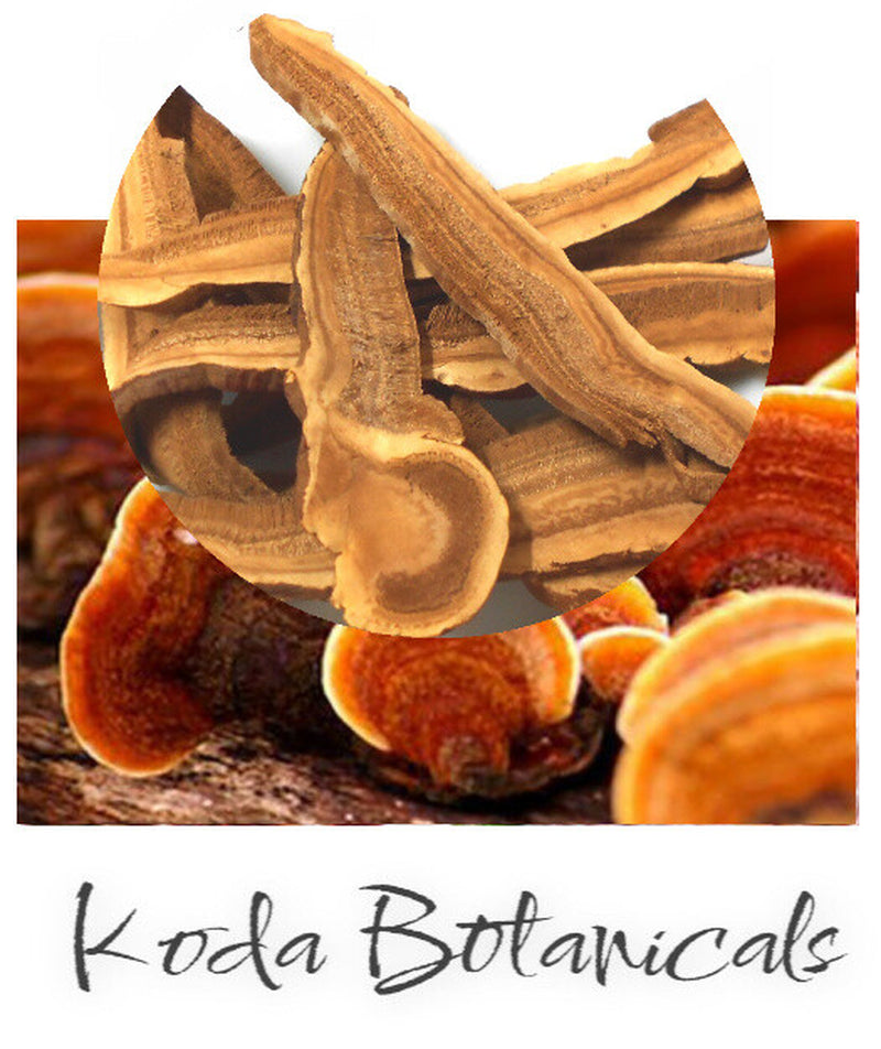 REISHI MUSHROOM SLICES Herbal Tea PREMIUM GRADE Dried Ganoderma Lucidum