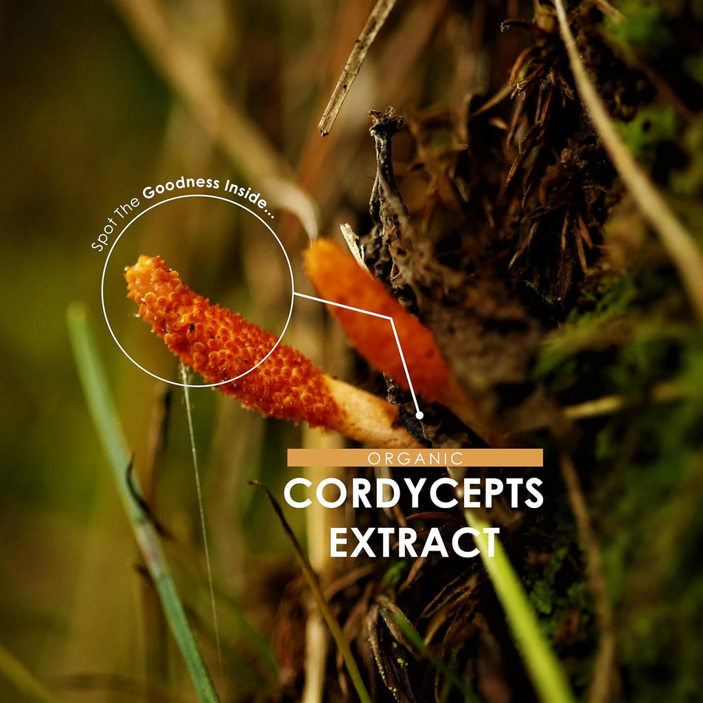 Organic Cordyceps Mushroom Extract 7500Mg – High Strength Polysaccharide