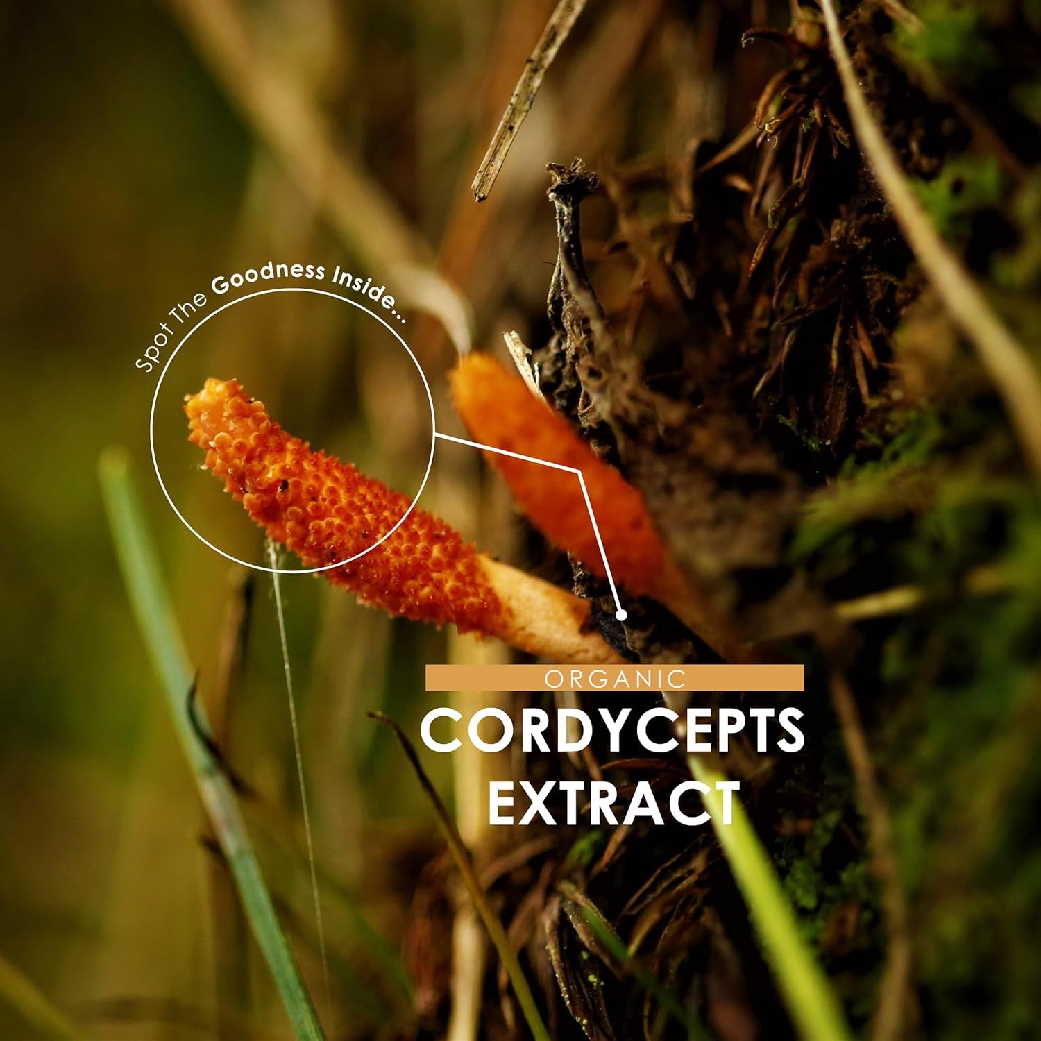 Organic Cordyceps Mushroom Extract 7500Mg – High Strength Polysaccharide